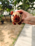 Amigurumi: Capybara (Ready Stock)