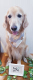 Lux Collection Pet Bandana: White Gold Bandana