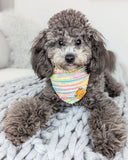 Knit Collection Pet Bandana: Candy Mix (Pre-order)