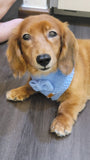 Knit Collection Pet Bandana: Wolfy Orange(Pre-order)